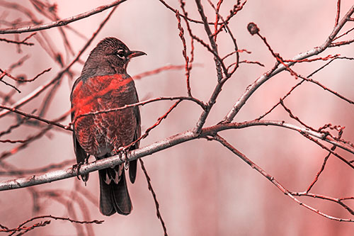 American Robin Looking Sideways Among Twisting Tree Branches (Red Tone Photo)
