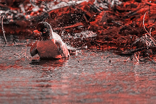 American Robin Splashing River Water (Red Tone Photo)