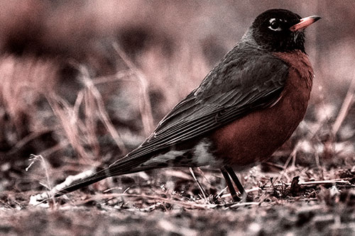 American Robin Standing Strong Among Dead Leaves (Red Tone Photo)