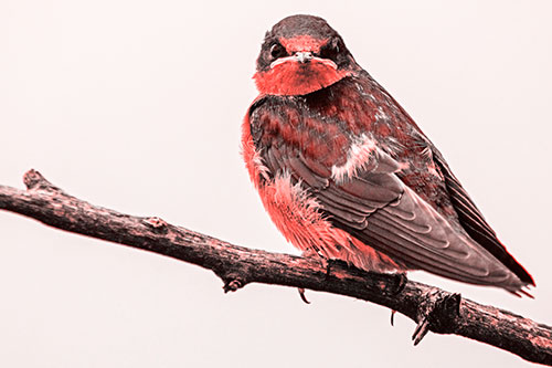 Angry Barn Swallow Looking Backwards (Red Tone)