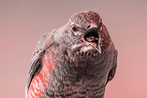 Angry Faced American Robin Screaming (Red Tone)