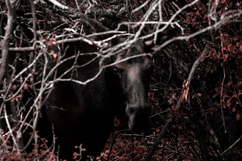 Angry Faced Moose Behind Tree Branches (Red Tone Photo)