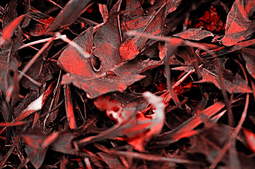Angry Rotting Triangular Leaf Face (Red Tone)