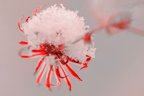Angry Snow Faced Aster Screaming Among Cold (Red Tone Photo)