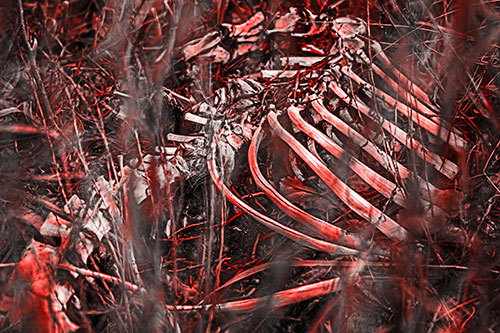 Animal Skeleton Remains Resting Beyond Plants (Red Tone Photo)