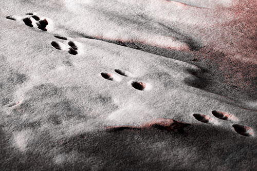 Animal Snow Footprint Trail (Red Tone Photo)