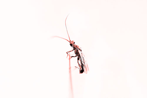 Ant Clinging Atop Piece Of Grass (Red Tone Photo)