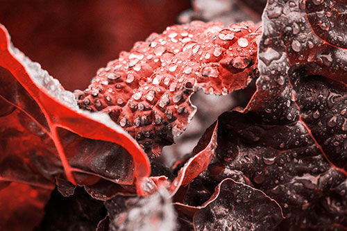 Arching Leaf Water Droplets (Red Tone Photo)