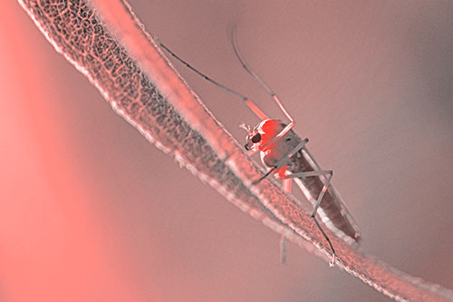 Arm Raising Midge Fly Rests Among Sloping Leaf (Red Tone)