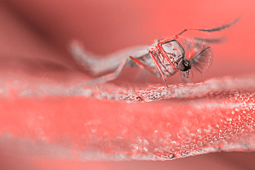 Arm Raising Midge Fly Standing Among Leaf (Red Tone)