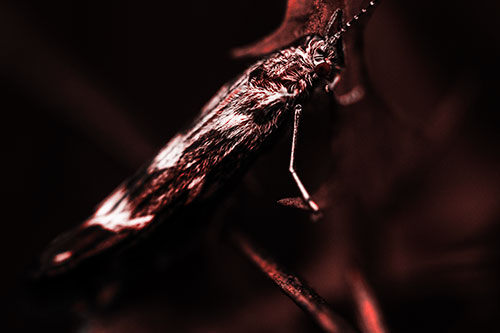 Arm Resting Leaf Blotch Miner Moth (Red Tone Photo)