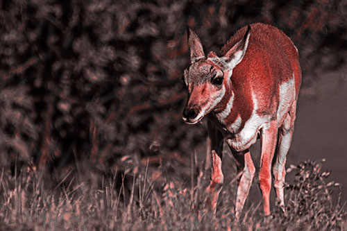 Baby Pronghorn Feasts Among Grass (Red Tone Photo)