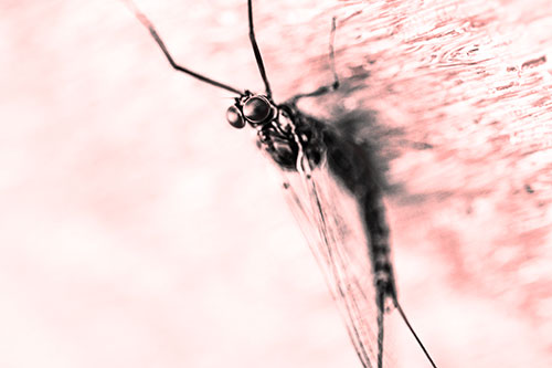 Back Bending Big Eyed Mayfly Resting (Red Tone Photo)