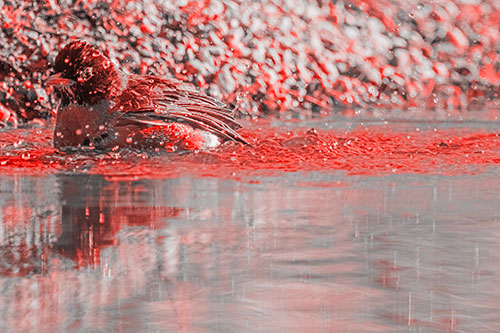 Bathing American Robin Splashing Water Along Shoreline (Red Tone Photo)