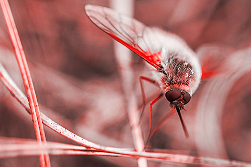 Bee Fly Balances Atop Dried Grass Blades (Red Tone)
