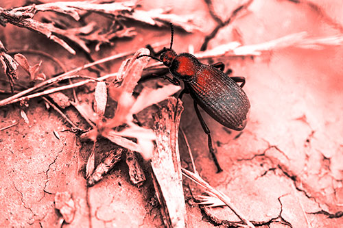 Beetle Searching Dry Land For Food (Red Tone Photo)