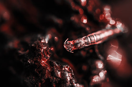 Bent Antenna Larva Slithering Across Soaked Rock (Red Tone Photo)