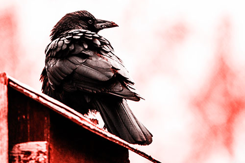 Big Crow Too Large For Bird House (Red Tone Photo)