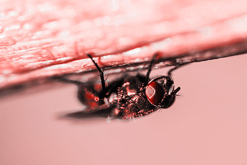 Big Eyed Blow Fly Perched Upside Down (Red Tone Photo)