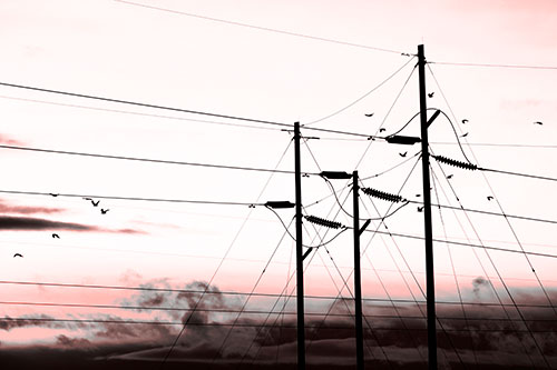 Bird Flock Flying Behind Powerline Sunset (Red Tone Photo)