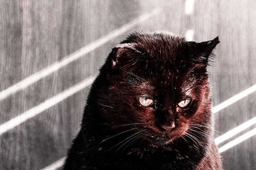 Black Cat Looking Downwards Among Sun Rays (Red Tone)