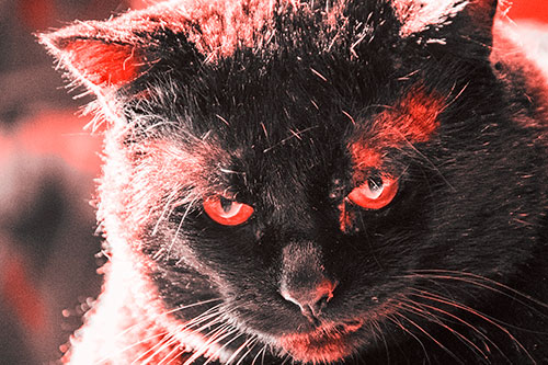 Black Cat Plotting Among Sunlight (Red Tone)