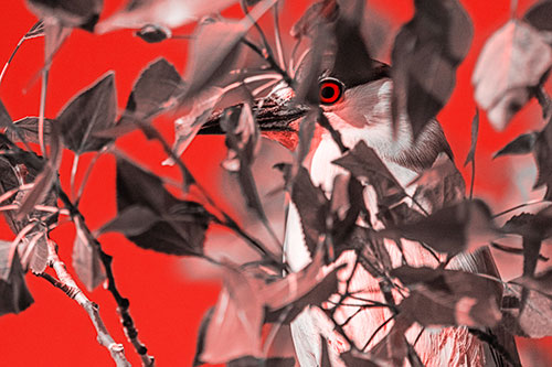 Black Crowned Night Heron Keeping Watch Among Leaves (Red Tone)