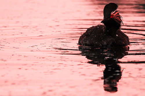Black Necked Eared Grebe Floating Atop Lake (Red Tone)