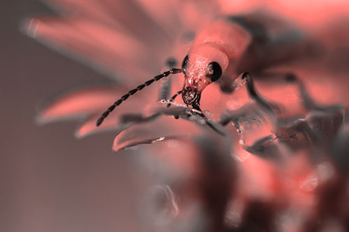 Blister Beetle Feasts Atop Gumplant Flower (Red Tone)