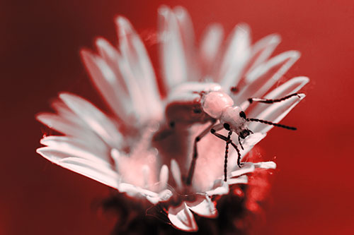Blister Beetle Guards Gumplant Flower (Red Tone)