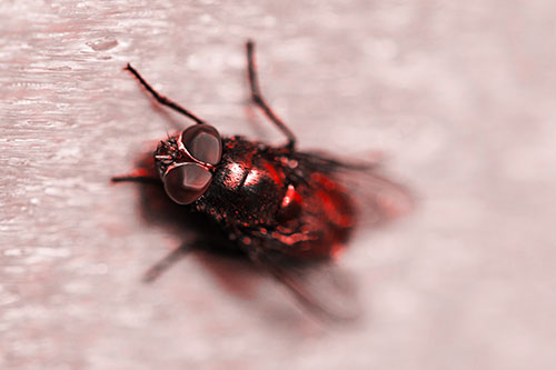 Blow Fly Spread Vertically (Red Tone Photo)