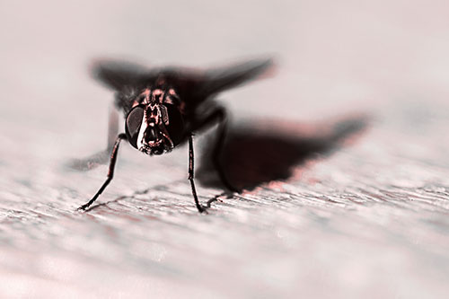 Blow Fly Standing Guard (Red Tone Photo)