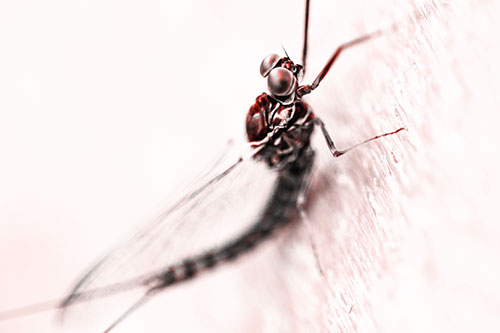Body Bending Mayfly Resting Vertically (Red Tone Photo)