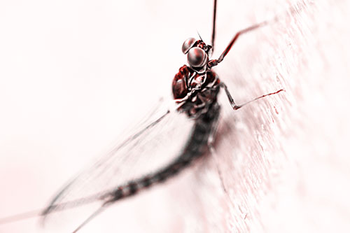 Body Bending Mayfly Resting Vertically (Red Tone)
