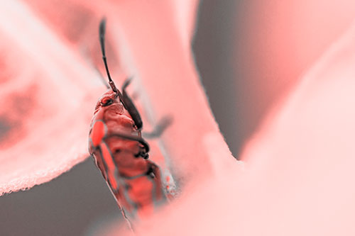 Boxelder Beetle Crawling Up Plant Stem (Red Tone Photo)