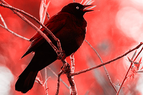Brewers Blackbird Chirping Atop Sloping Branch (Red Tone Photo)