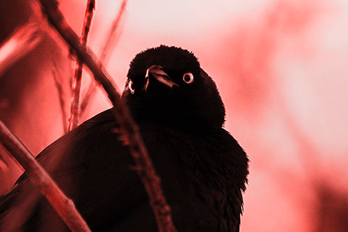 Brewers Blackbird Keeping Watch (Red Tone Photo)