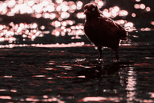 Brewers Blackbird Watches Water Intensely (Red Tone Photo)