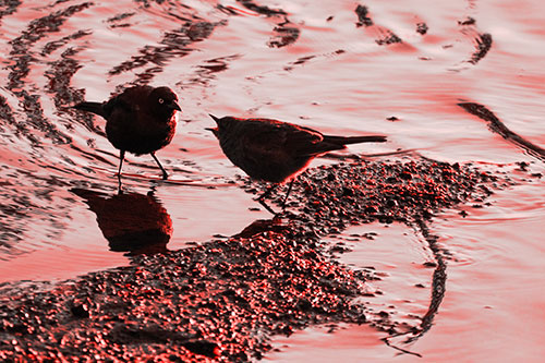 Brewers Blackbirds Feeding Along Shoreline (Red Tone Photo)