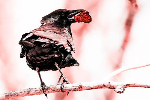 Brownie Crow Perched On Tree Branch (Red Tone)