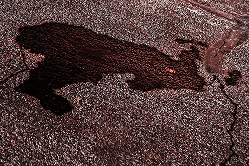 Bunny Rabbit Puddle Figure Formation (Red Tone Photo)