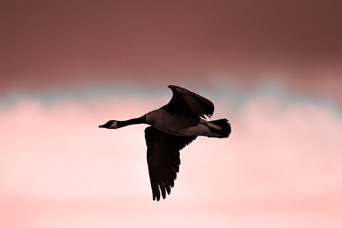 Canadian Goose Flying Among Sunrise (Red Tone Photo)