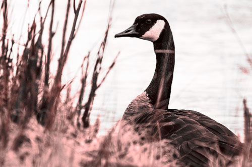 Canadian Goose Hiding Behind Reed Grass (Red Tone Photo)