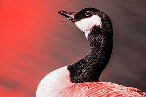 Canadian Goose Munches Single Grass Blade (Red Tone)