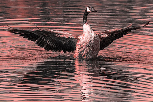 Canadian Goose Spreads Wings Among Lake Top (Red Tone)