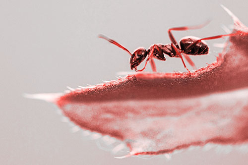 Carpenter Ant Crawls Across Spiky Thistle Leaf (Red Tone)