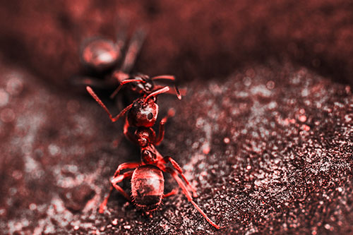 Carpenter Ants Battling Over Territory (Red Tone Photo)