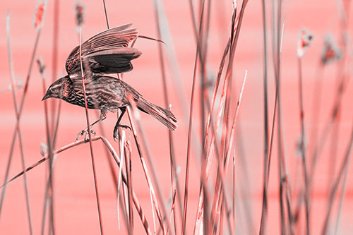Cattail Jumping Female Red Winged Blackbird (Red Tone)