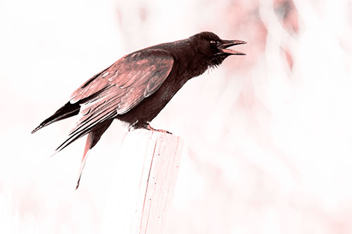 Cawing Crow Atop Crooked Wooden Post (Red Tone Photo)