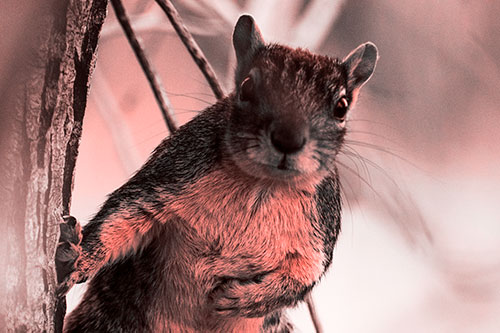 Chest Holding Squirrel Leans Against Tree (Red Tone Photo)